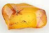 Fossil Fungus Gnat (Sciaridae) & Crane Fly (Tipulidae) In Baltic Amber #200192-2
